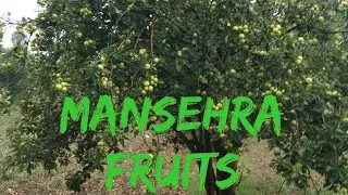 MANSEHRA FRUITS | NORTHERN AREAS PAKISTAN | VILLAGE MANSEHRA FRESH APPLE | BY Tour And Fun Cam