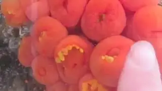 Larvas de Tubastraea