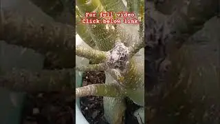 Adenium Plant Multi Branch After Rot #adenium #plant #adeniumplant