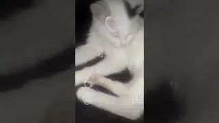 My cat pet Steel Soul my love