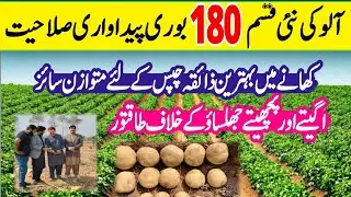 Potato highest yielding variety introduced by #sohnidharti #farming #fertilizer #potato 