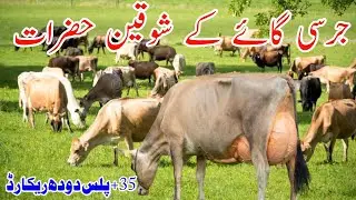 Top Quality Imported Jersey Cow For Sale In Pakistan 🐄 | Heavy Milking Cow | VIP Update 