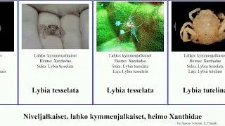 Niveljalkaiset, lahko kymmenjalkaiset, heimo Xanthidae arthropoda nuku pubescens villosus dentatus