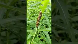 @Savid 🐛Bedstraw hawk-moth (Hyles gallii) 🦋 Matarakiit&auml;j&auml; #Shorts  #Kiit&auml;j&auml; #Butterfly #Finland