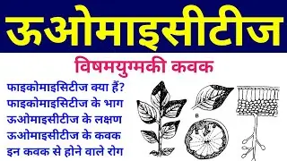 oomycetes | phycomycetes in hindi | oomycetes characteristics & examples | lower fungi/algal fungi