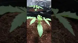Day 13 big bang auto