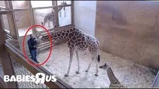 Update 04 21 17 , Jordan Patch cleaning & Try talking to the giraffe animal adventure park