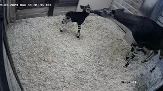 San Antonio Zoo celebrates the birth of rare, endangered okapi calf
