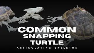 DREAM TURTLE but ended up being executed - common snapping turtle skeleton