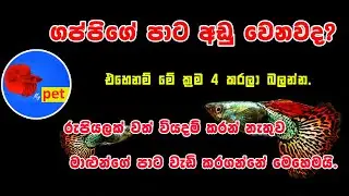 Guppy fish care Sinhala | Guppy Sinhala | Guppy Sri Lanka