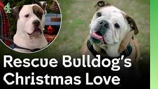 Rescue Bulldog Meets Potential Family on Christmas Date | The Dog House 🐶