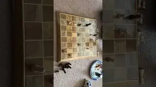 Chess ?