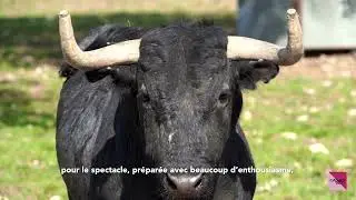 Reportage au coeur de la ganaderia Victorino Martin