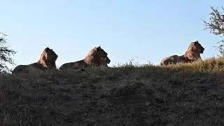 The up and coming Monwana Pride