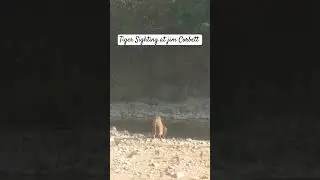#Tiger Sighting#animals#tiger#nature#wildanimals#wildlife#jimcorbett#forest