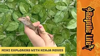 Super cute Baby Black Headed Monitors | Reptile Life