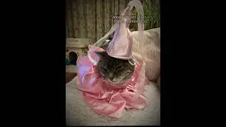 ✨GIZMO✨ #fyppppppppシ #cat #fypシ゚viral #gremlins #cute #pets #viral #glinda #wicked 
