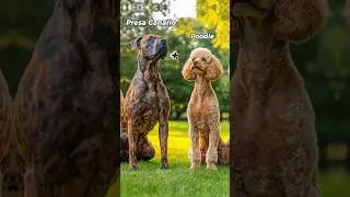 The Insane World of Dog Fusion Hybrids #shorts #dogs #hybrids
