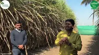 ए. आय. तंत्रज्ञान ऊसाचा खर्च किती ? एकरी  200 टन खरे की नाही ? AI FOR SUGARCANE KVK BARAMATI