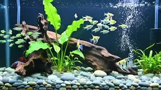 Aquarium l Fish l Relaxing l relax music  l Beautiful coral reef  l เสียงน้ำ  l 6 Hours l fish tank