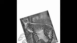 Maximal Bw Cheetor (para @Diegoelgatorandom)P3