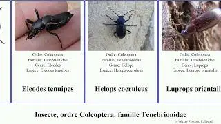 Insecte, ordre Coleoptera, famille Tenebrionidae tribolium destructor meunier orientalis coeruleus