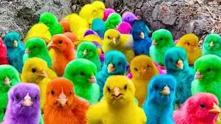World Cute Chickens, Colorful Chickens, Rainbows Chickens, Cute Ducks, Cat, Rabbit, Cute Animals 🐤🦢🐟