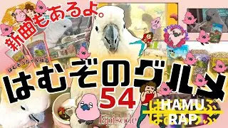 【新曲あり】ペレットを美味しく食べるはむぞのグルメ！新曲はむラップも公開だよ！◆#５４◆羽夢蔵◆はむぞうちゃんねる◆Moluccan Cockatoo◆