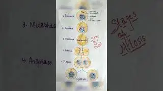 Mitosis diagram by Learn Biology 🧬