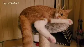 What is my cat thinking?