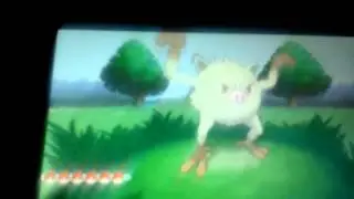 Ferosinge shiny a 2 apparition au safari ami