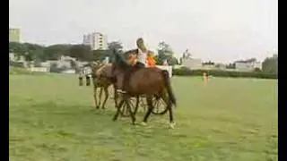 S&eacute;ance d'attelage avec mon cheval