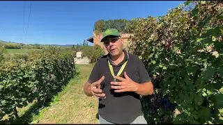 Un bilancio del Freisa, annata 2023
