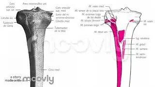 tibia 1