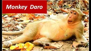 Please God help | monkey Daro can not go up to the tree that why risk with dog & other enemy