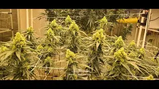 Why I Will NEVER Maximize Yield!!!  Sucka