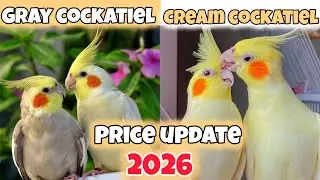 Grey & Cream Cocktail Parrot Price in Pakistan 2026 | Pair Rate | Market Update