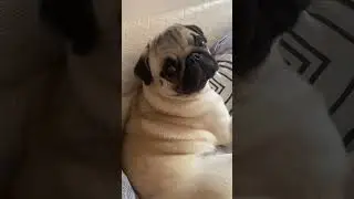 #мопс #live