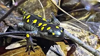 AMPHIBIAN MIGRATION on LIVE TV