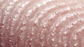 Perspiration on a Human Fingertip | 2017 Nikon Small World