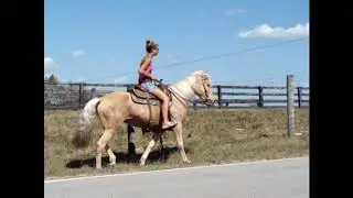 www.handrhorses.com PALOMINO KENTUCKY MOUNTAIN MARE, GENTLE, TRAFFIC SAFE AND QUIET