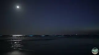 Real time zeevonk / sea sparkle Egmond aan Zee 02/03-06-2025