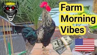Rooster Crowing Sounds for Relaxation &ndash; Morning Nature Ambience & Bird Songs