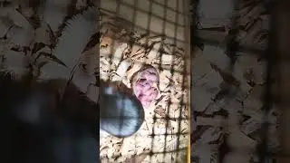 Breeding mice farm
