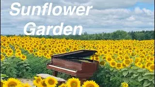 Davis Family Farm- Sunflower Garden #travel #roadtrip 