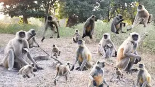 Monkey ka cute reaction jab biscuit mila 😍🐒/Monkey Lover &ndash;daily feeding time with my monkey #monkey