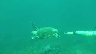 Tobago dive experience review