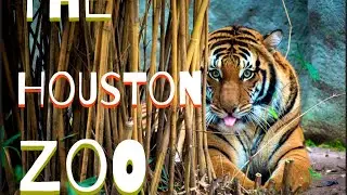 Houston Zoo Vlog