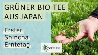 Gr&uuml;ner Bio Tee aus Japan - erster Shincha Erntetag