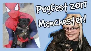 Pug Fest 2017! Relax My Dog Visits Pugfest for Fun in the Sun in Manchester! Incredible Cute Pugs
